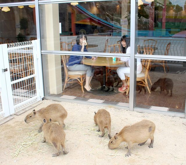 Capybara zoo michigan